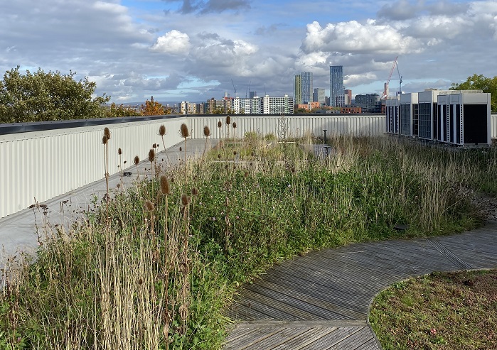 Lady Hale Building green roof, University of Salford